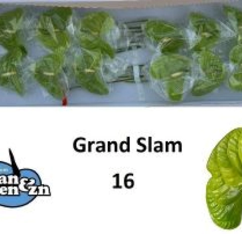 Антуріум Grand Slam