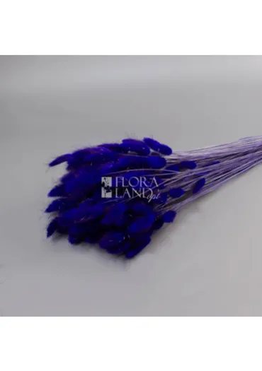 Акація Dealbata Mimosa 