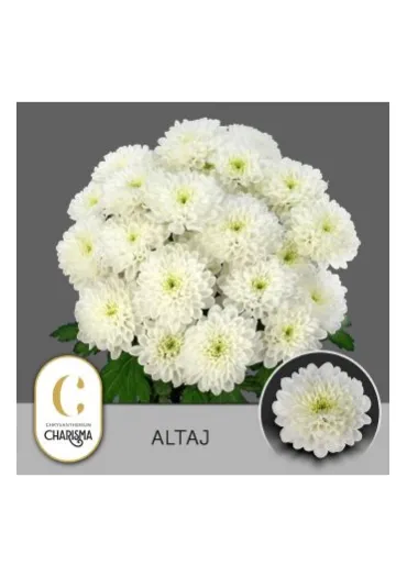 Хризантема Altaj  - фото 5