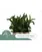Амарант Green Thumb 