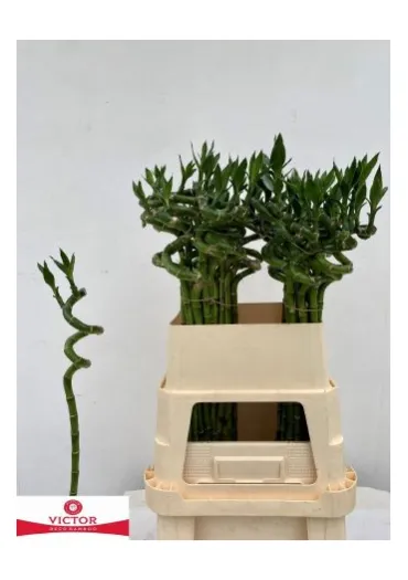Драцена Lucky Bamboo 