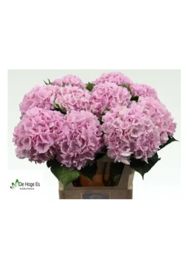 Гортензія Verena Pink 80 см  - фото 5