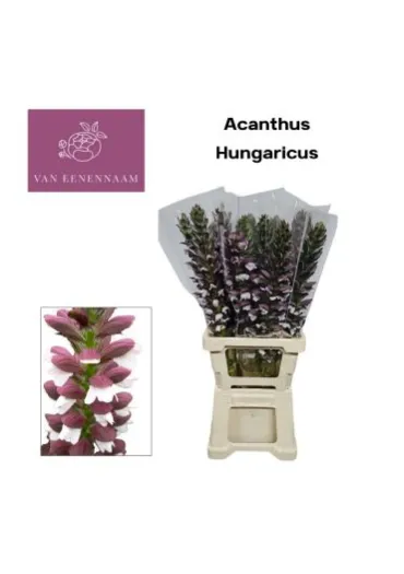 Акантус Hungaricus 50 см 