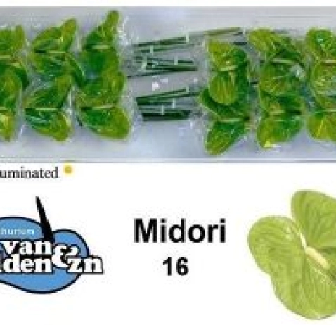 Антуріум Midori
