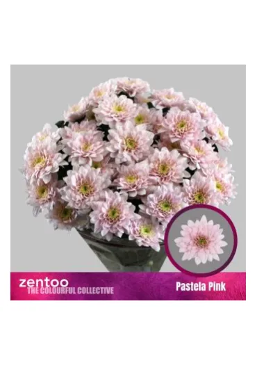 Хризантема Pastela Pink  - фото 2