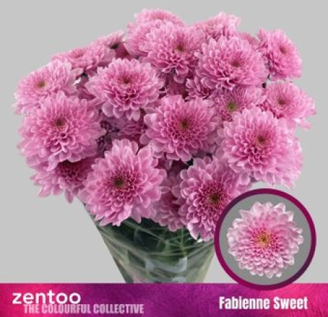 Хризантема Fabienne Sweet