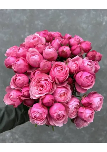 Троянда-Спрей Silva Pink 50 см  - фото 1
