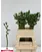 Драцена Lucky Bamboo 