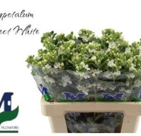 Оксіпеталум Perfect White