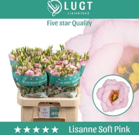 Еустома Lisanne Soft Pink