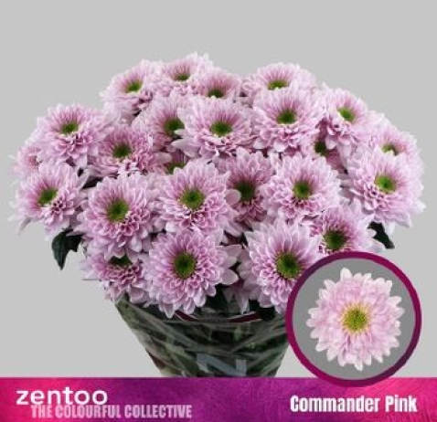 Хризантема Commander Pink