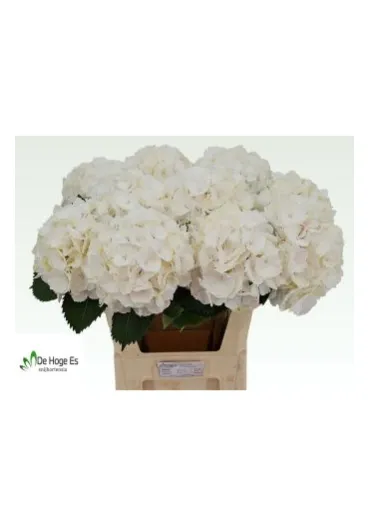 Гортензія Verena White 80 см 