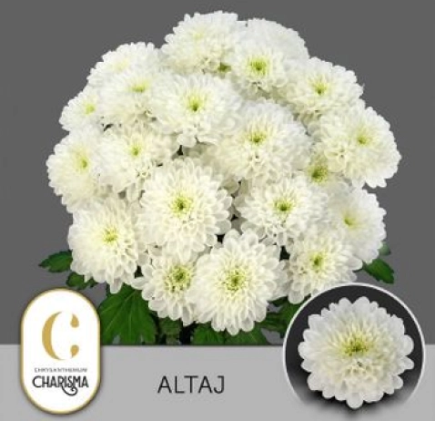 Хризантема Altaj