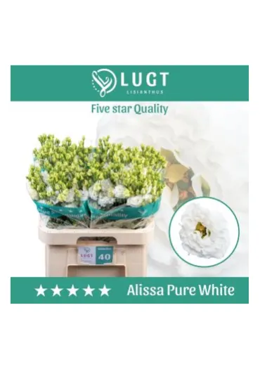 Еустома Alissa Pure White 