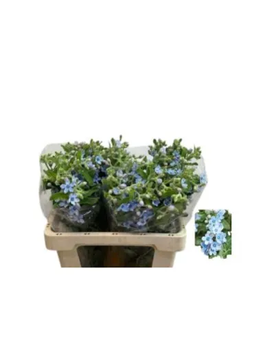 Оксіпеталум Tan Pure Blue  - фото 3