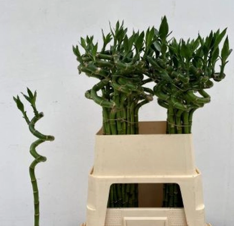 Драцена Lucky Bamboo
