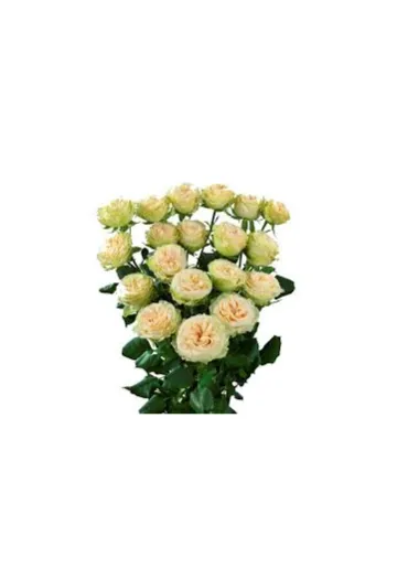 Троянда-Спрей Summerrose 50 см 