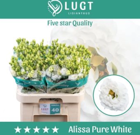 Еустома Alissa Pure White