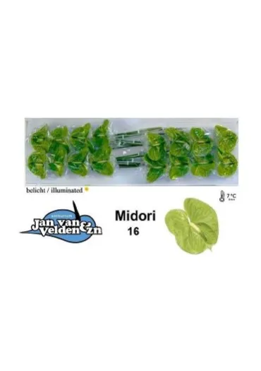 Антуріум Midori 