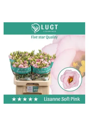 Еустома Lisanne Soft Pink  - фото 1