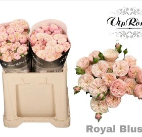 Троянда-Спрей Royal Blush 50 см
