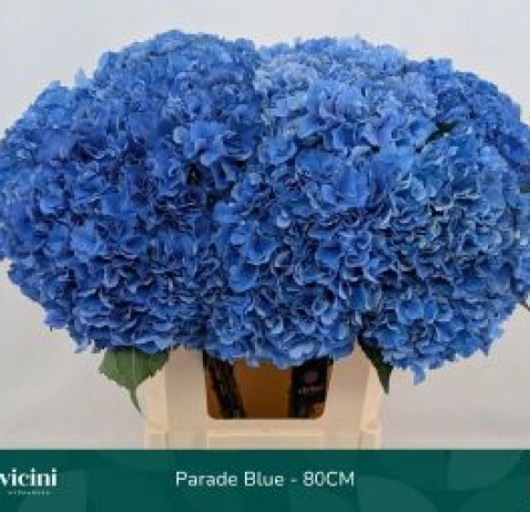 Гортензія Royal Parade 80 см