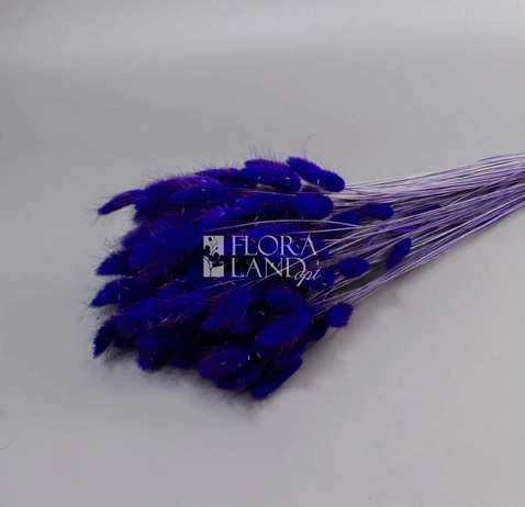 Акація Dealbata Mimosa