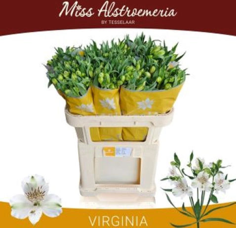 Альстромерія Virginia