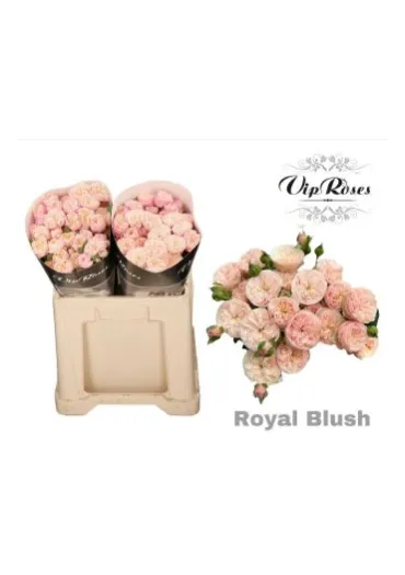 Троянда-Спрей Royal Blush 50 см 