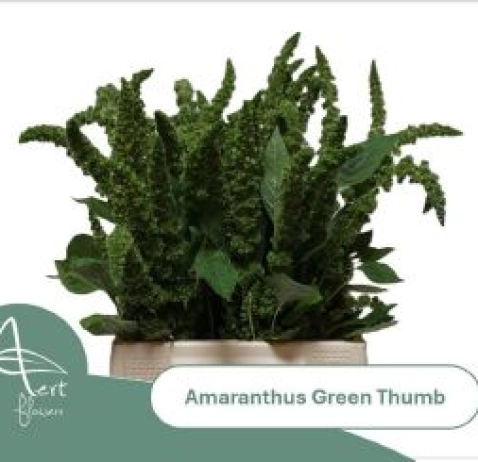 Амарант Green Thumb