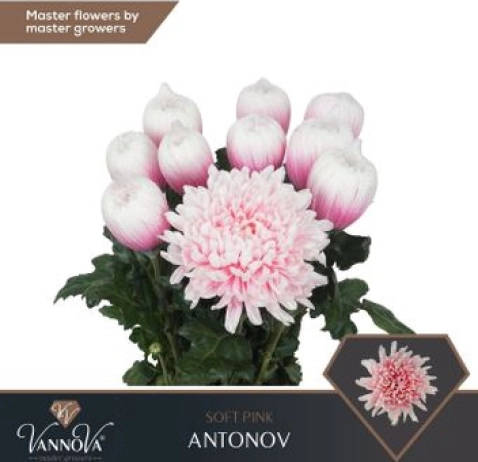 Хризантема Antonov Soft Pink