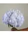 Гортензія Колумбія Vervain Natural 24 см  - фото 4