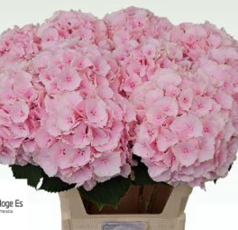 Гортензія Verena Pink 80 см