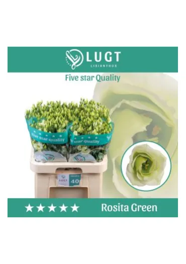 Еустома Rosita Green 