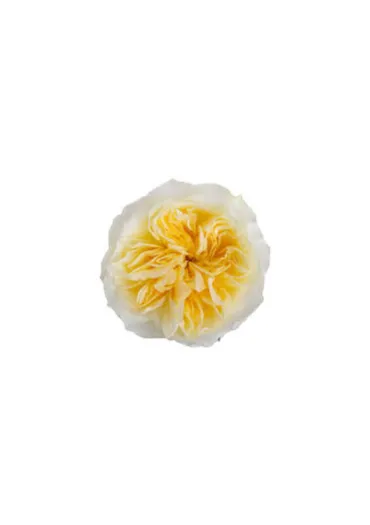 Троянда Еквадор Antonia Garden 50 см 