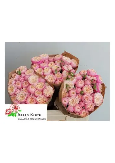 Троянда-Спрей Royal Blush 50 см  - фото 1