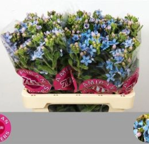 Оксіпеталум Tan Pure Blue