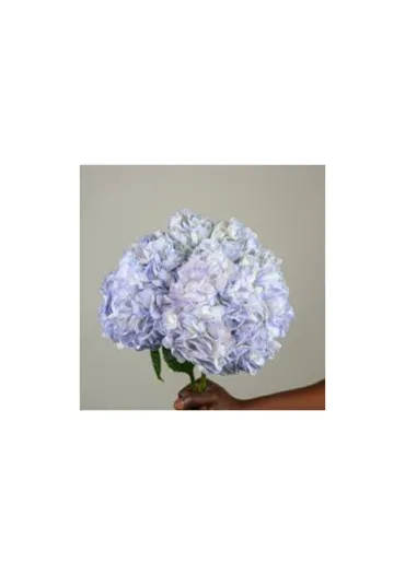 Гортензія Колумбія Vervain Natural 