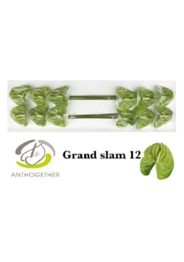 Антуріум Grand Slam  - фото 1