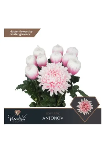 Хризантема Antonov Soft Pink  - фото 1