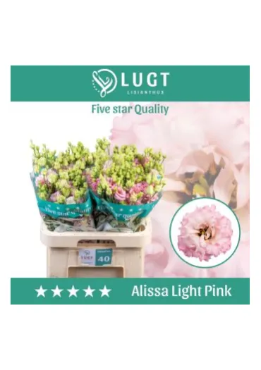 Еустома Alissa Light Pink 