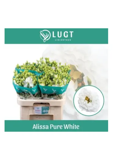Еустома Alissa Pure White  - фото 1