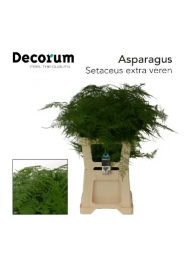 Аспарагус Setaceus 65 см 