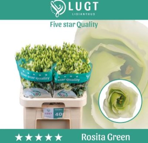 Еустома Rosita Green