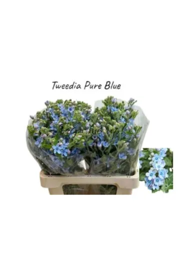Оксіпеталум Tan Pure Blue  - фото 2