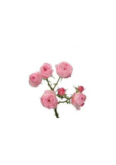 Троянда-Спрей Mansfield Park Pink 50 см 