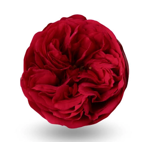 Троянда Еквадор Red Piano Romance 60 см
