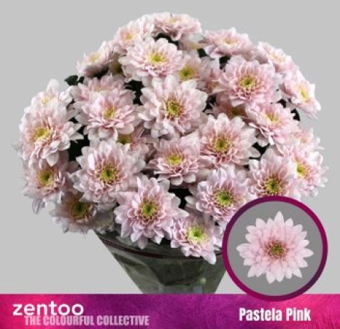 Хризантема Pastela Pink