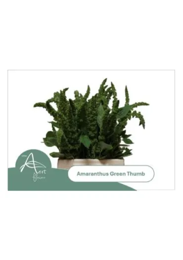 Амарант Green Thumb 