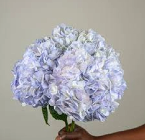 Гортензія Колумбія Vervain Natural